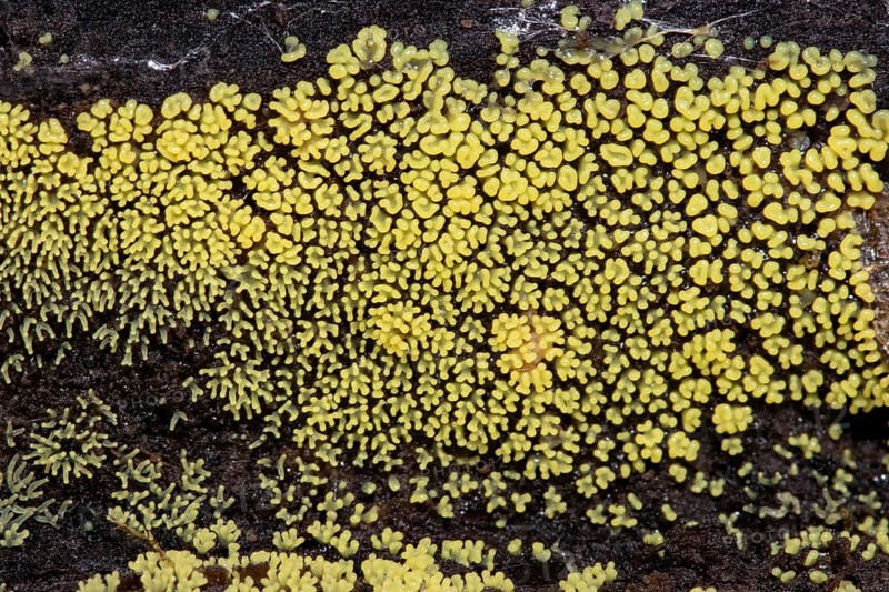 White-yellow net cushion many yellow fruiting bodies next to each other on tree trunk