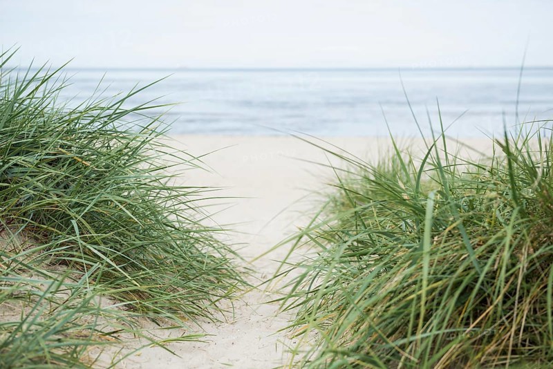European marram grass