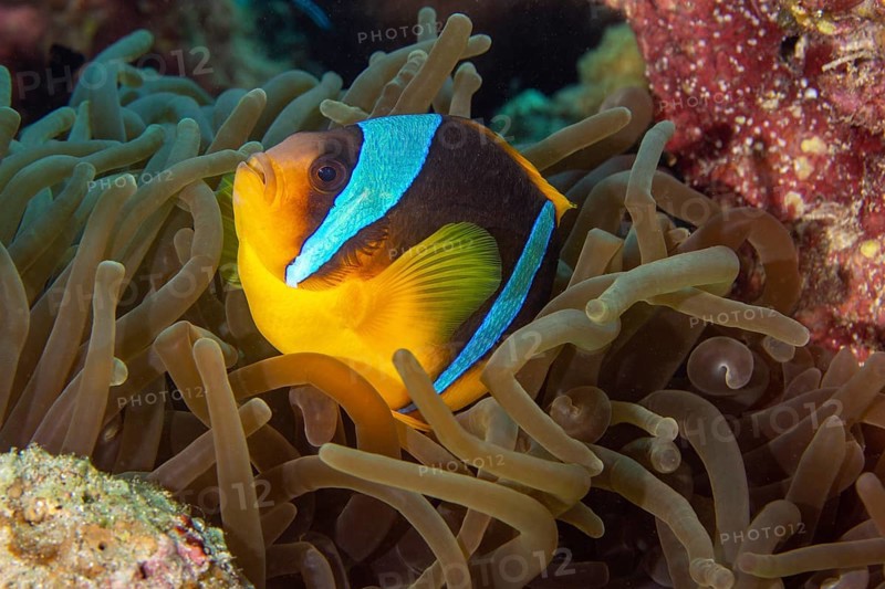 Red sea clownfish