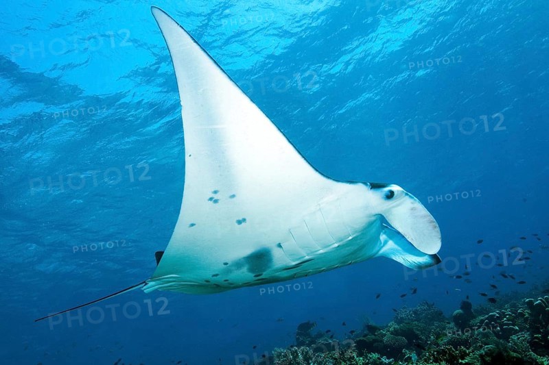 Pelagic manta ray