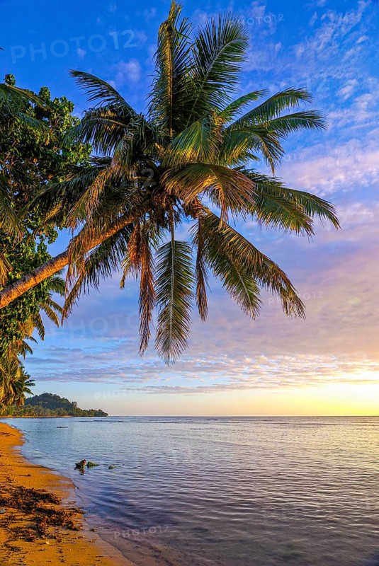 Palm trees on a beach at sunrise on Island Ile Sainte Marie