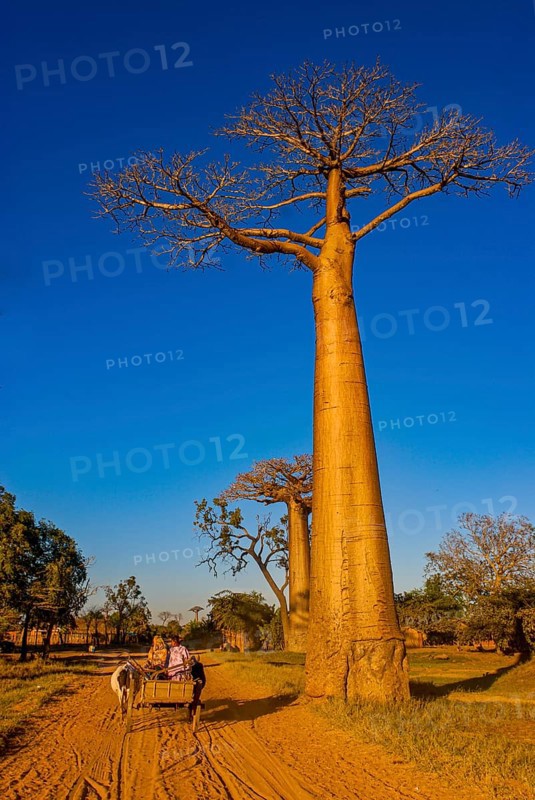 Ox cart at the Avenue de Baobabs near Morondavia