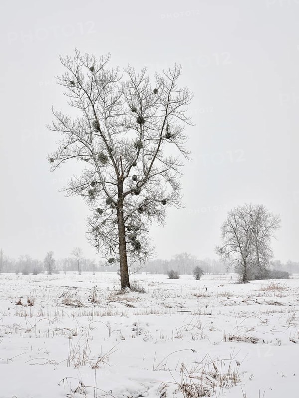 Winter landscape