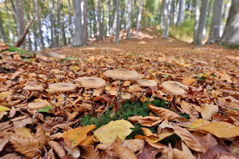 Fungi in an autumnal deciduous forest