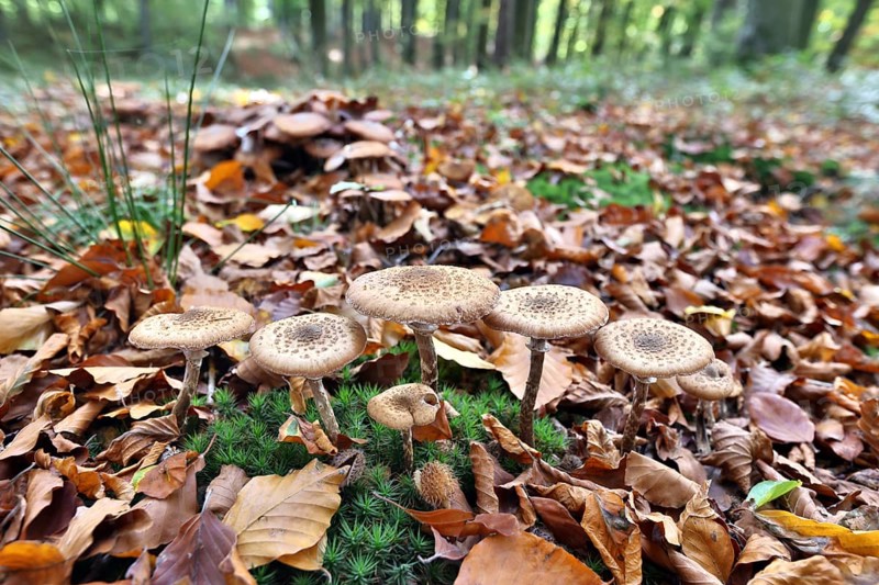 Fungi in an autumnal deciduous forest