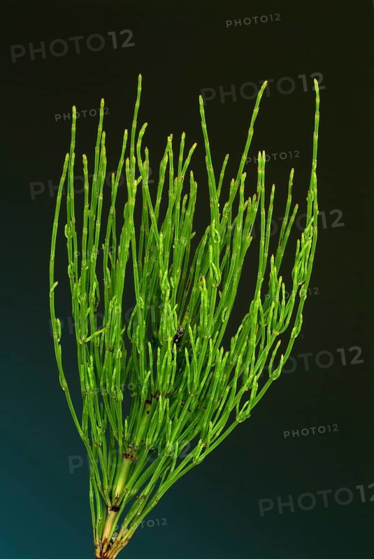 Field horsetail