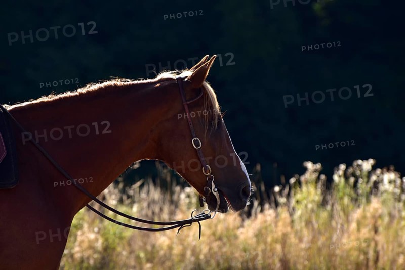 Head and neck of an American Quarter Horse stallion backlit with bridle and bit during training