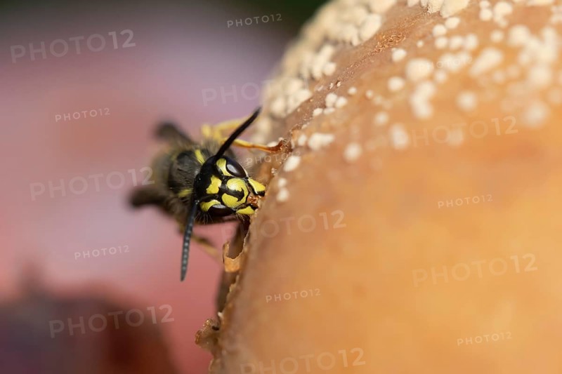 Common wasp