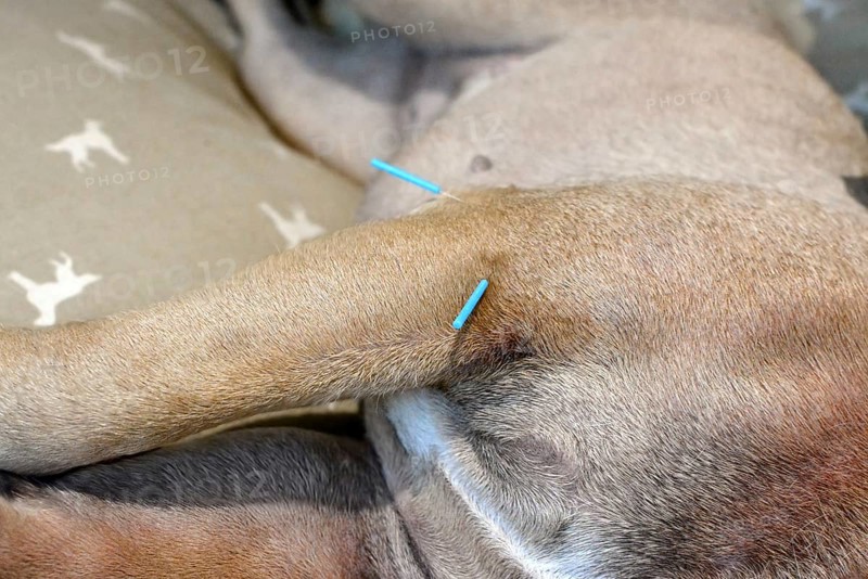 Two long blue acupuncture needles sticking in upper arm of dog to treat severe skin condition caused by allergies