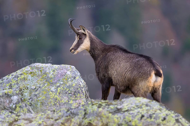 Chamois