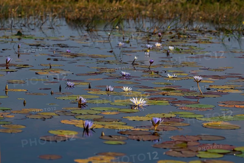 Water lilies