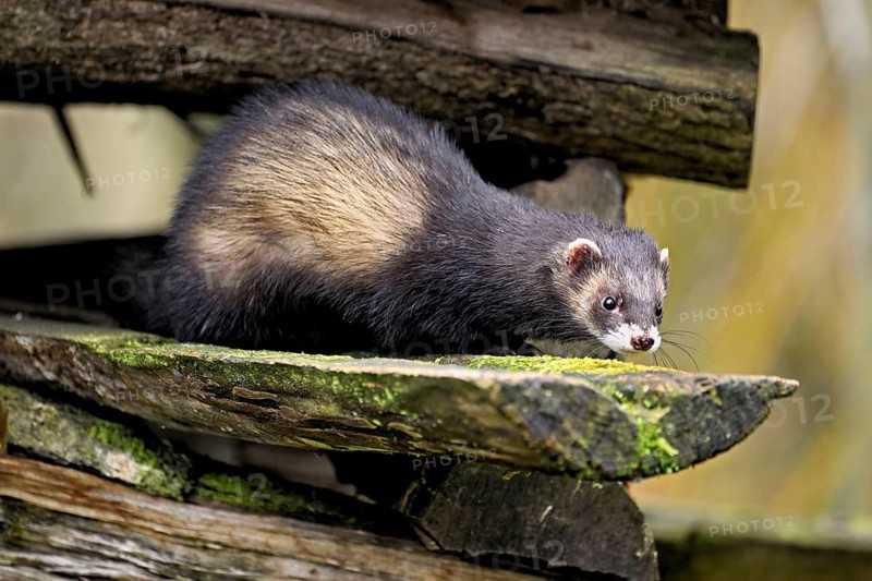 European polecat