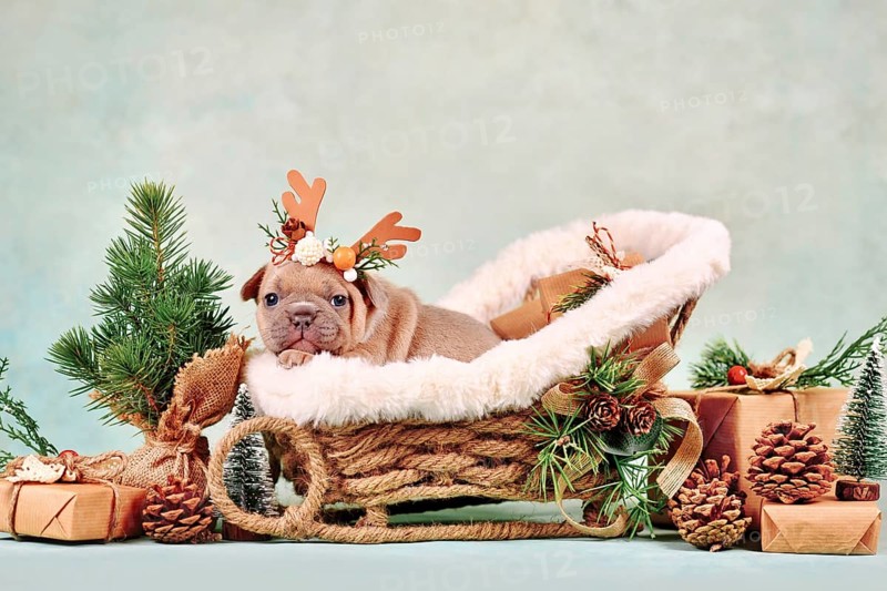 Red fawn French Bulldog dog puppy in Christmas sleigh carriage surrounded by seasonal decoration