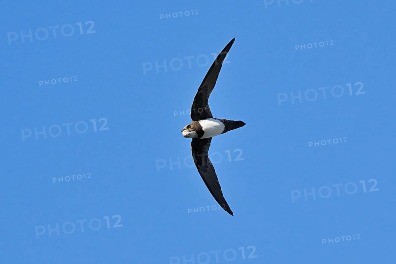 Alpine swift
