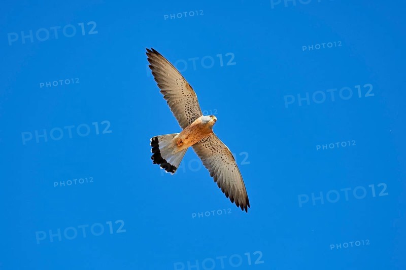 Lesser Kestrel