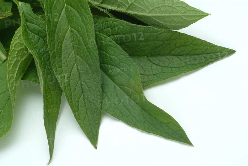 Medicinal plant common comfrey