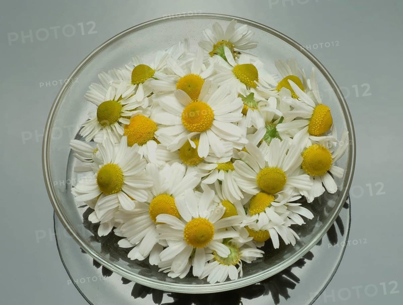 Medicinal plant Chamomile