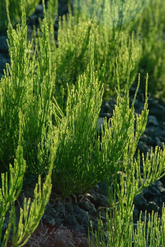 Field horsetail