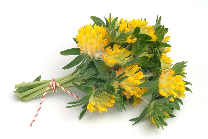 Common kidney vetch