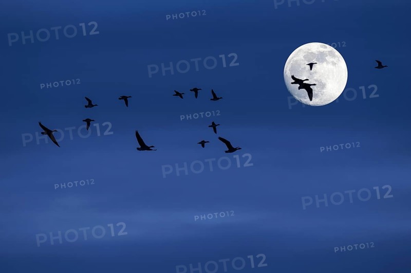 Flock of migrating ducks and geese flying in front of full moon and silhouetted against blue night sky