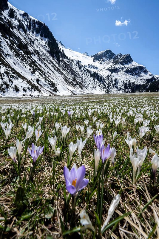 Meadow full of white and purple crocuses