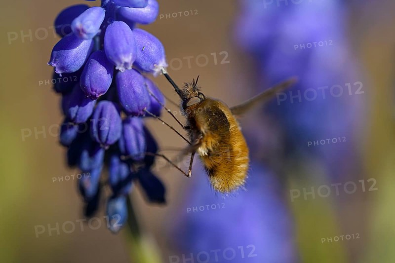 Large bee fly