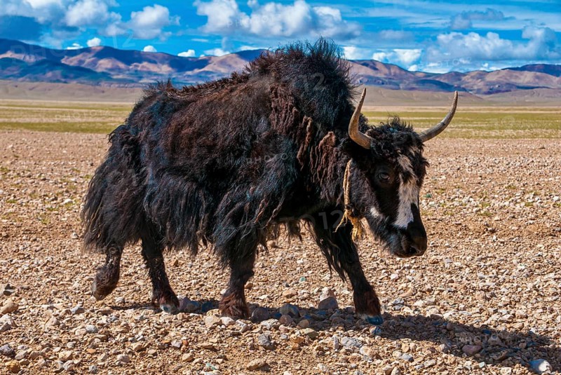 Yaks on the open wide tibetan landscape along the road from Tsochen to Lhasa