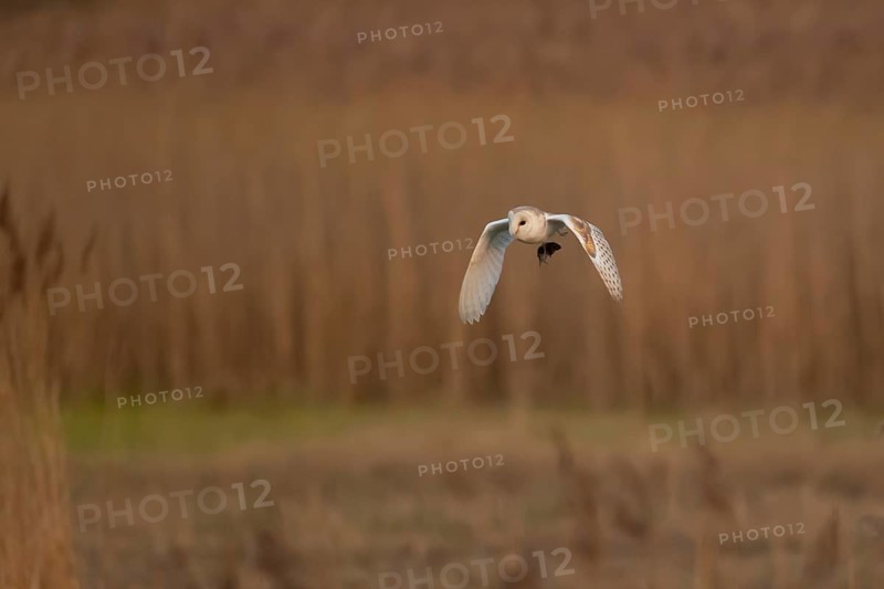 Barn owl