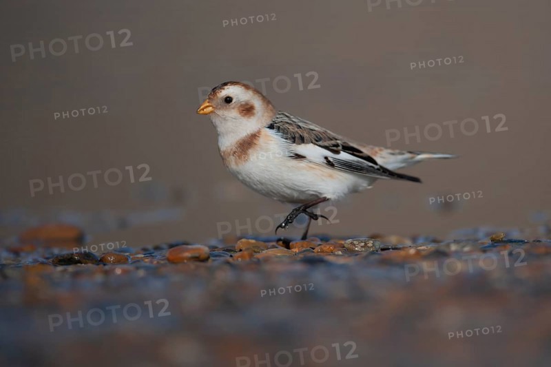 Snow bunting