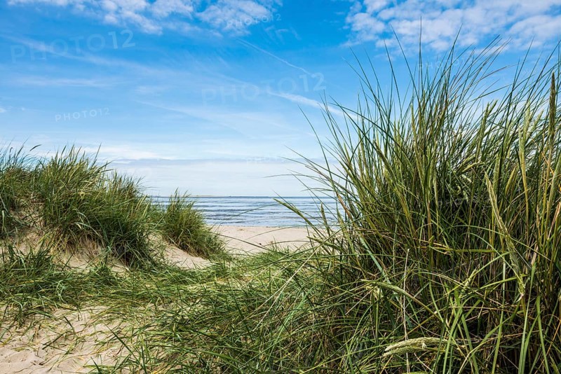 European marram grass