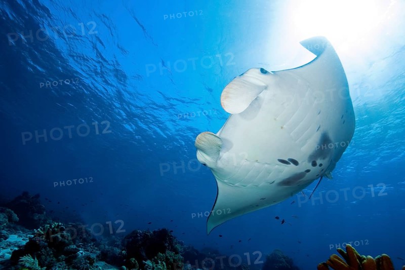 Backlight image of pelagic manta ray