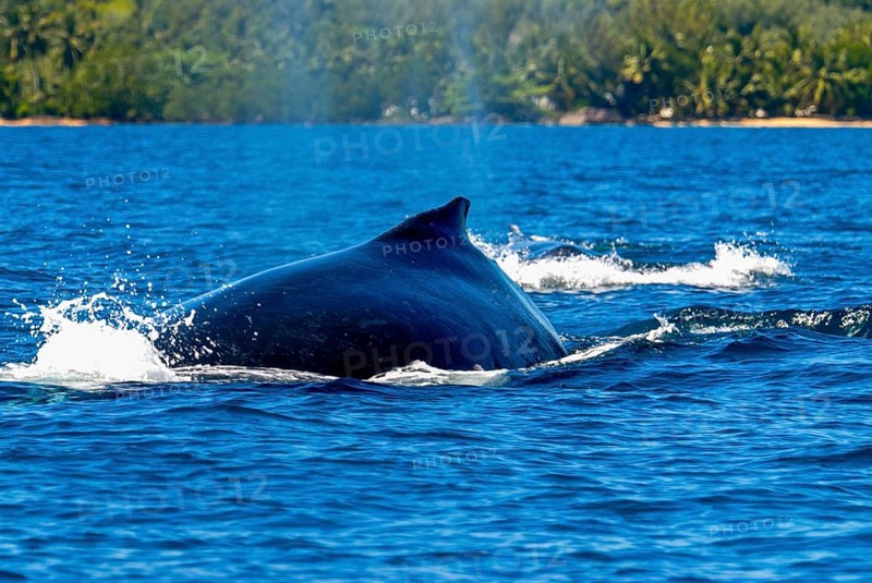 Humpback whale