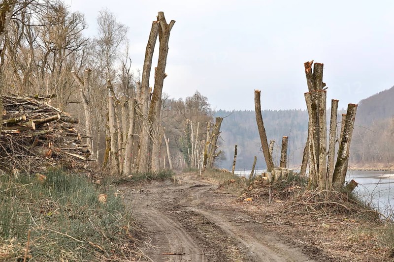 Cut trees on the bank of a river