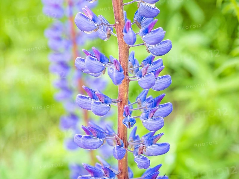 Lupine