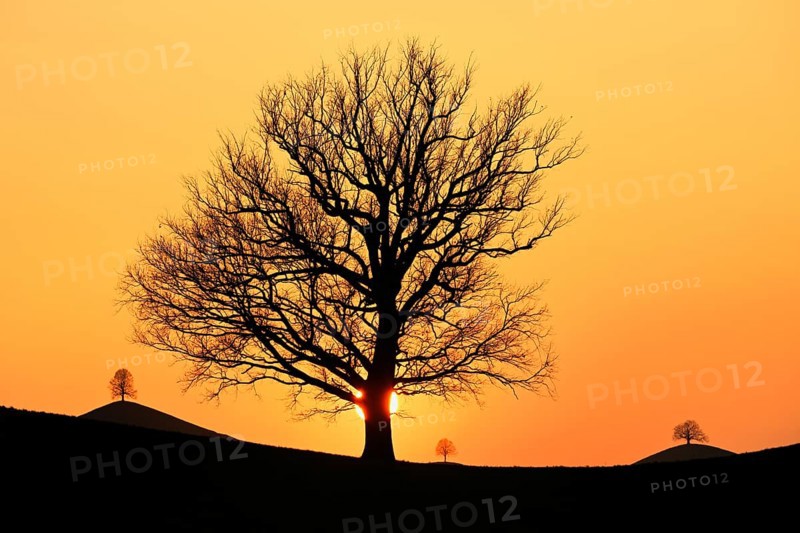 Silhouettes of an oak tree