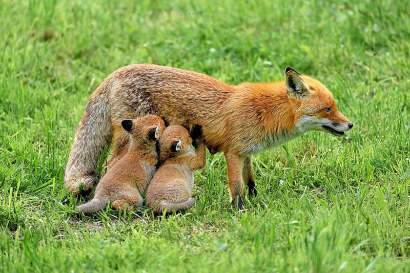 Two red fox