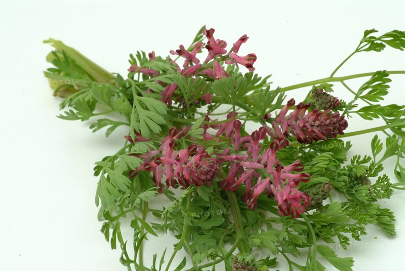 Medicinal plant Common fumitory