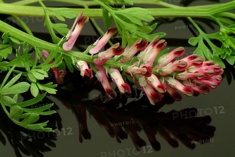 Medicinal plant Common fumitory