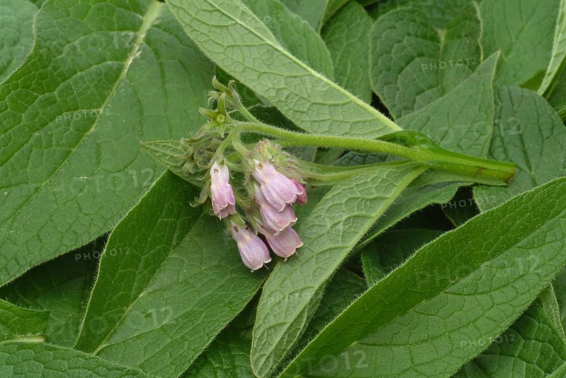 Medicinal plant common comfrey