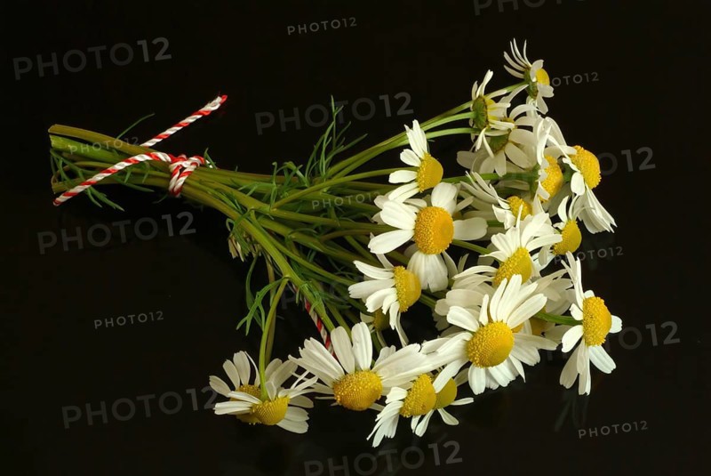 Medicinal plant Chamomile