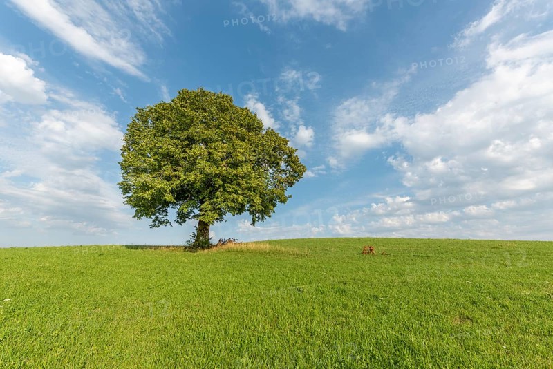 Lone basswood tree on a hill in the landscape. Jura