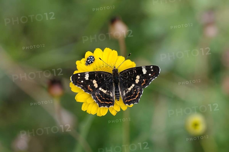 Map butterfly