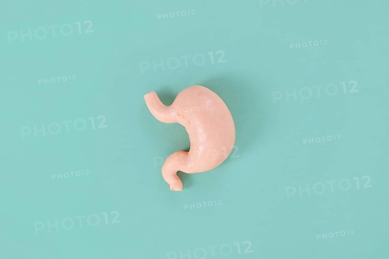 Single stomach organ model on blue background