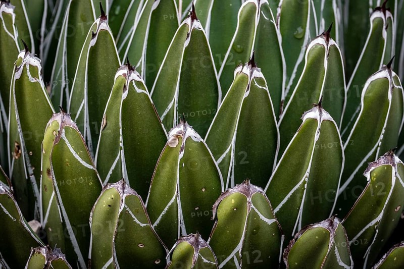 Abstract detail of Agave victoriae-reginae cactus known as agave Noa