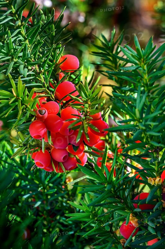Red berries