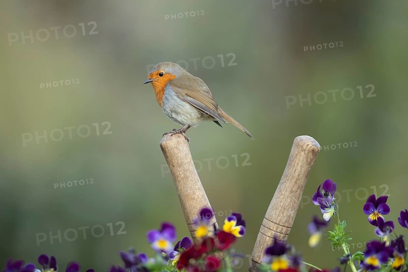 European robin