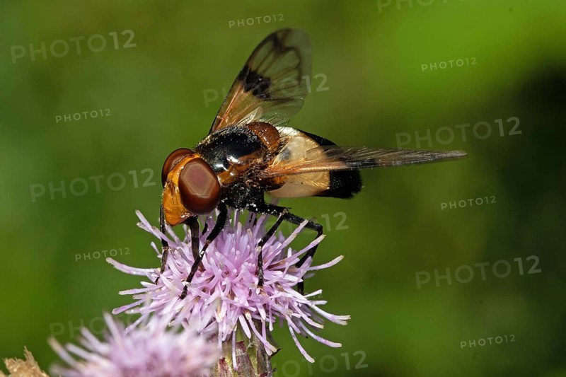 Common Wood Hoverfly
