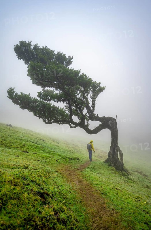 Hikers under a stinkwood
