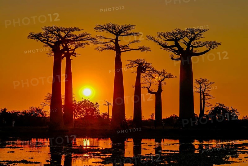 Backlight of the Avenue de Baobabs at sunset near Morondavia