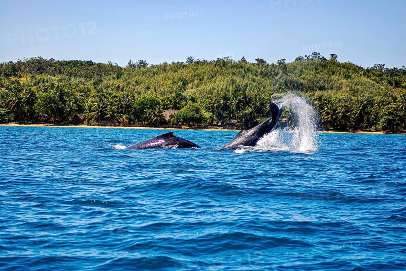 Humpback whale